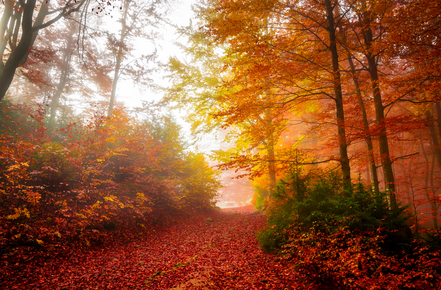 Embracing September: 8 ways to Open Your Heart to the Final Months of the Year