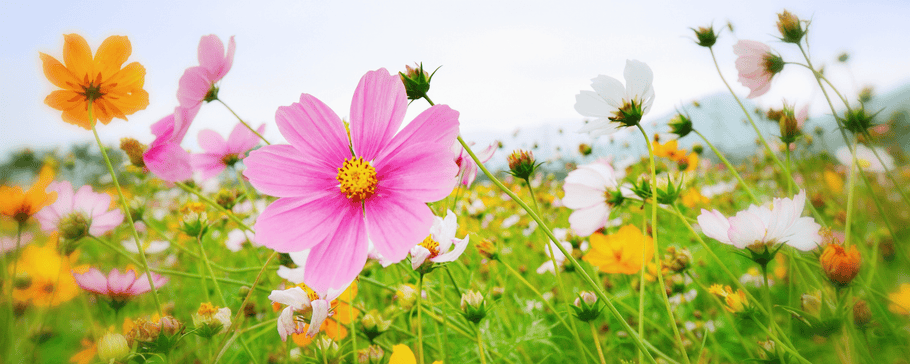 Spring Meditation Guide